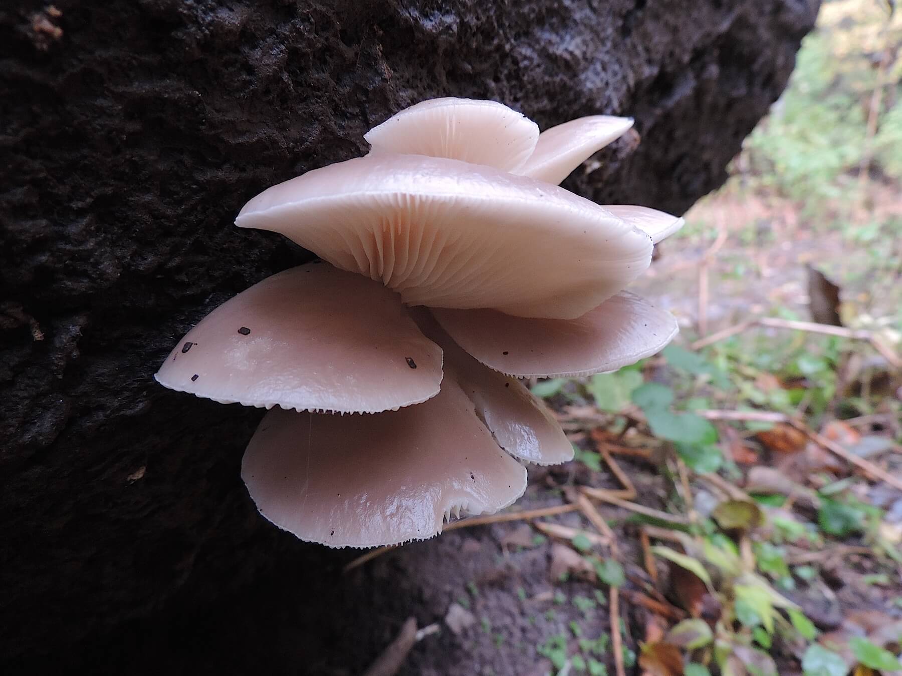 Pair Of Mushrooms Look Like Boobs