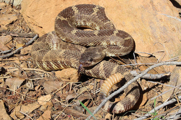 rattlesnake bites