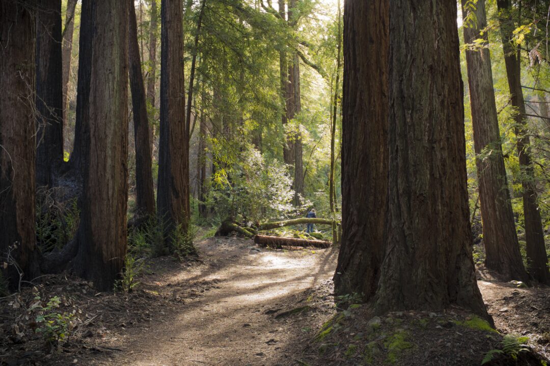 Habitat Hike: Redwood Forest @ Sugarloaf Ridge State Park | Kenwood | California | United States