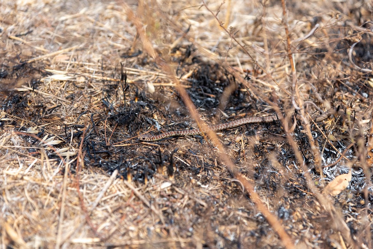 a juveline garter snake slithers through a hotspot of burned grass