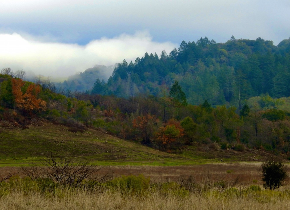 Habitat Hike: Serpentine Grassland @ Sugarloaf Ridge State Park | Kenwood | California | United States