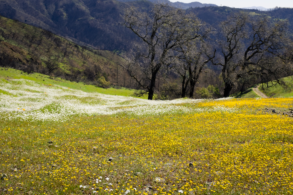 Meet Our Volunteer Photographer Kristen Russell | Sonoma Ecology Center