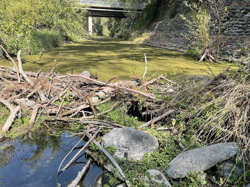 Beaver Pond Sonoma Creek