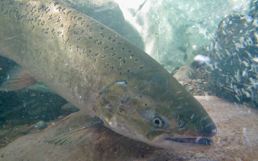 Sonoma Creek Has Salmon Again