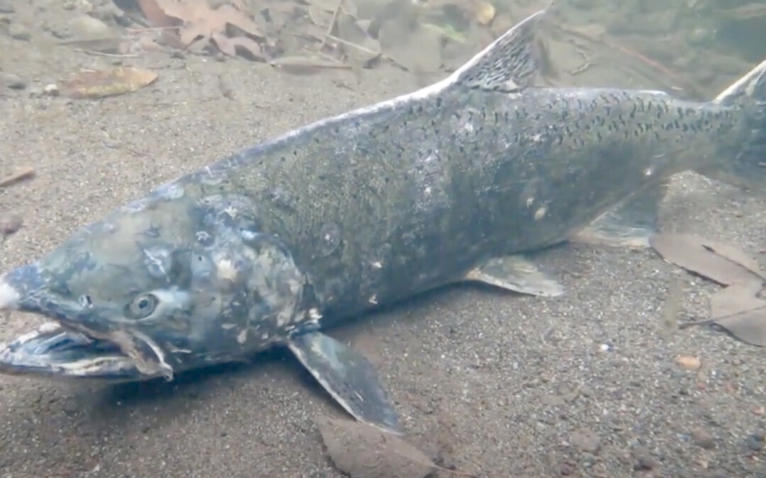 The Life Cycle of Chinook in Sonoma Creek
