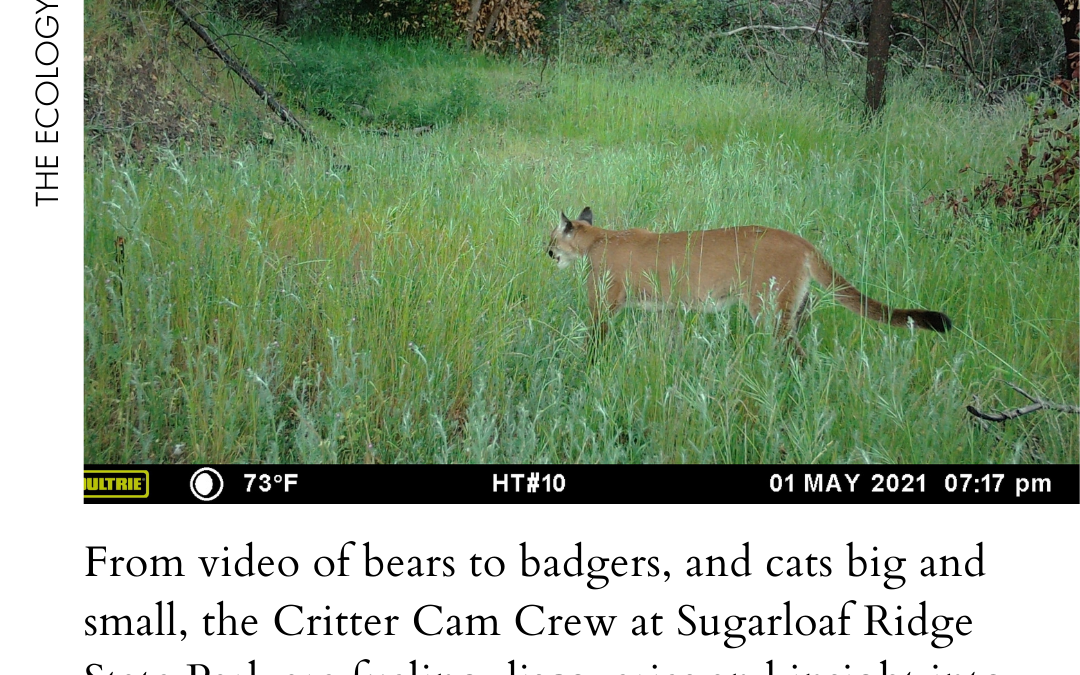 Lions and Badgers and Bears: The Team behind Sugarloaf’s Amazing Wildlife Footage