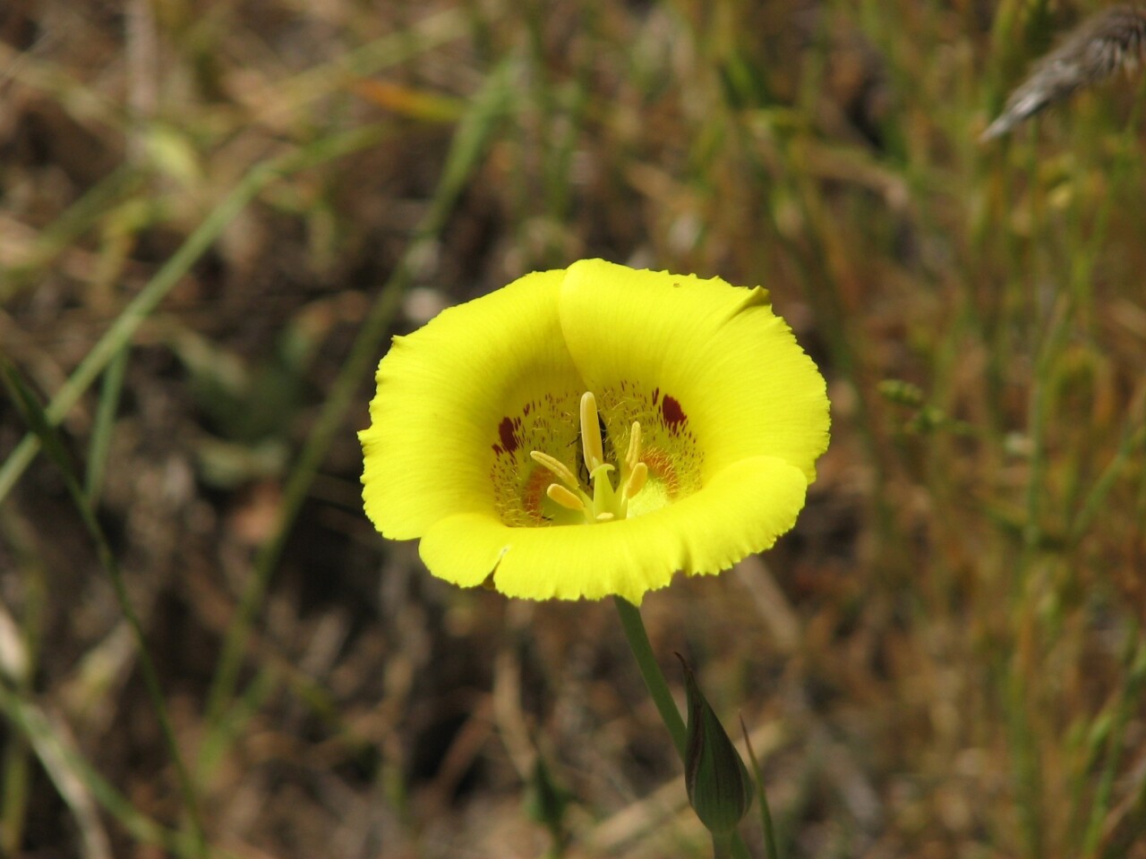 Wildflower Hikes in Sonoma County Sonoma Ecology Center