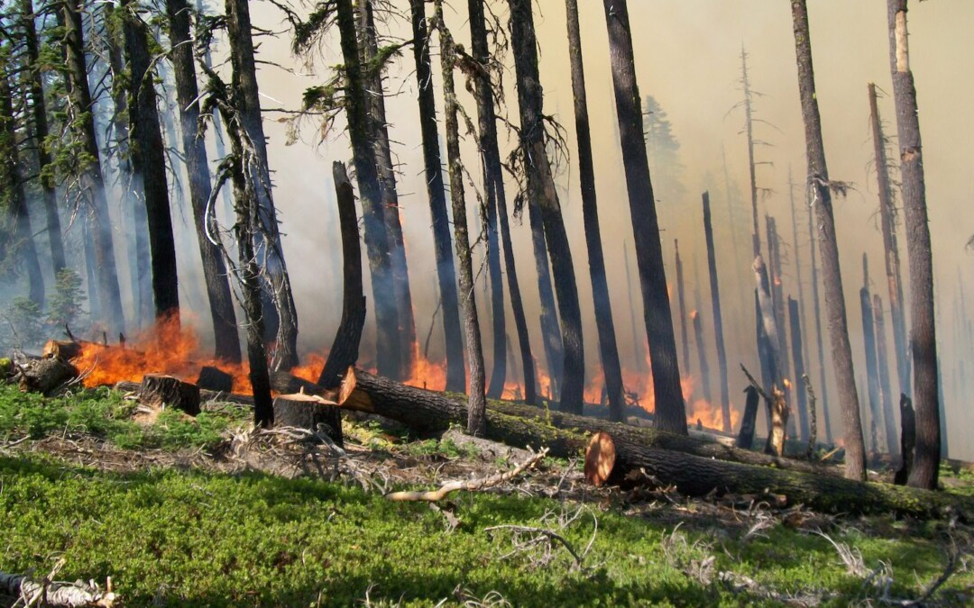 Wildfire Risks Along North Bay Creeks