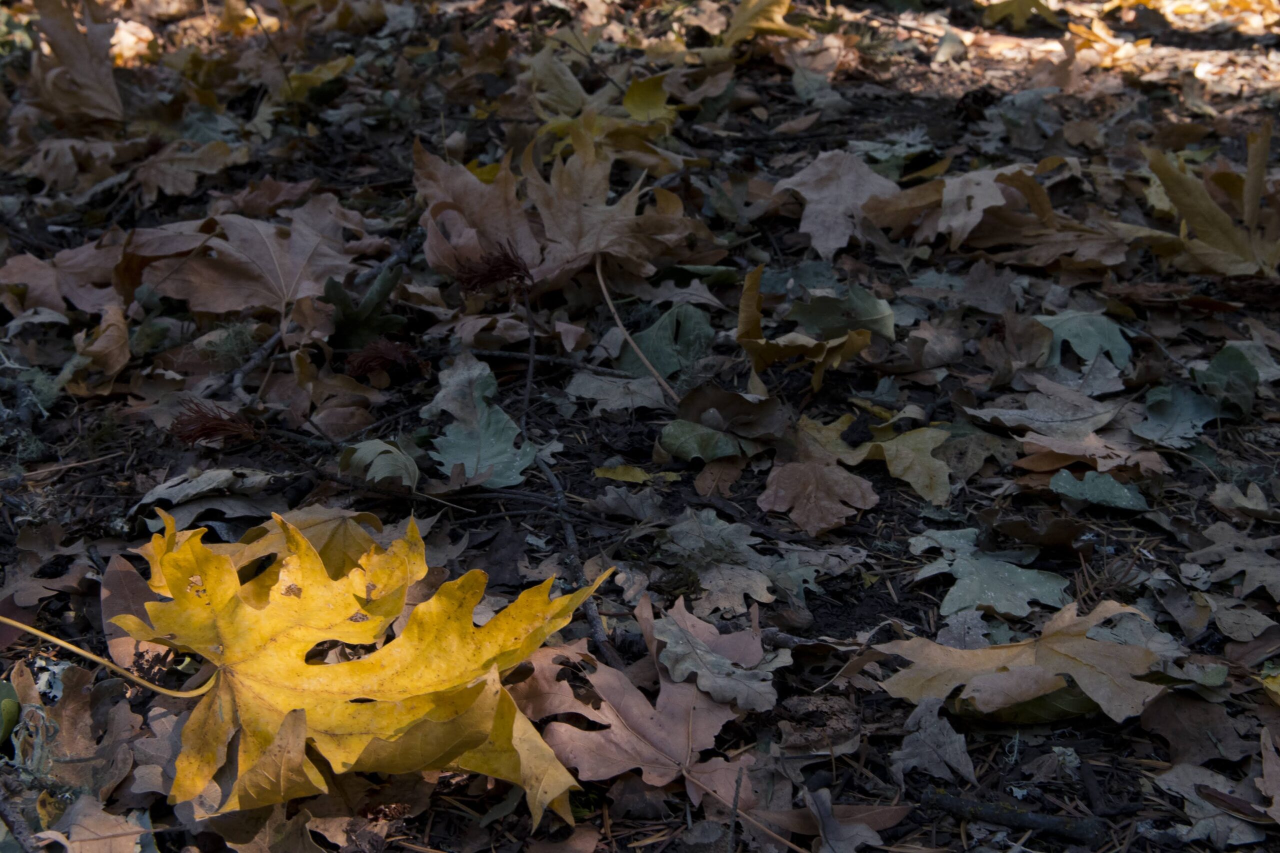 A “Spooky” Autumn Hike with Naturalist John Lynch @ Sugarloaf Ridge State Park