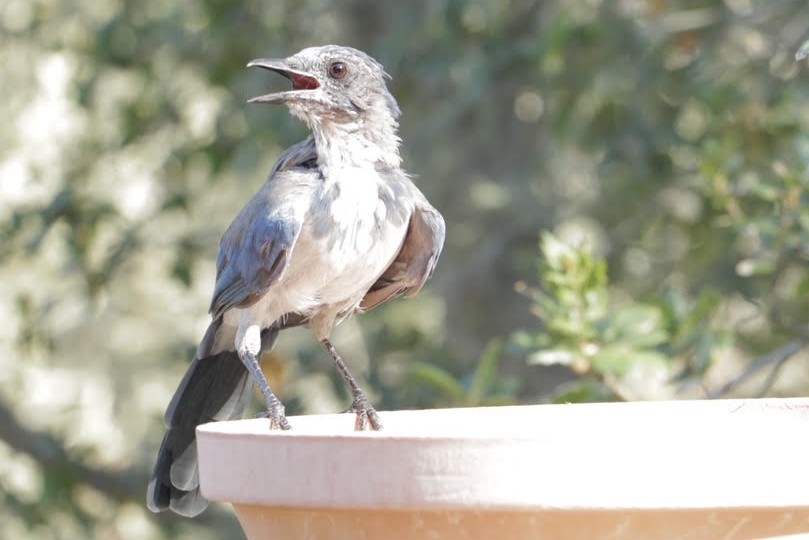 Tips from Sonoma Ecology Center Staff on Staying Safe and Cool in High Heat