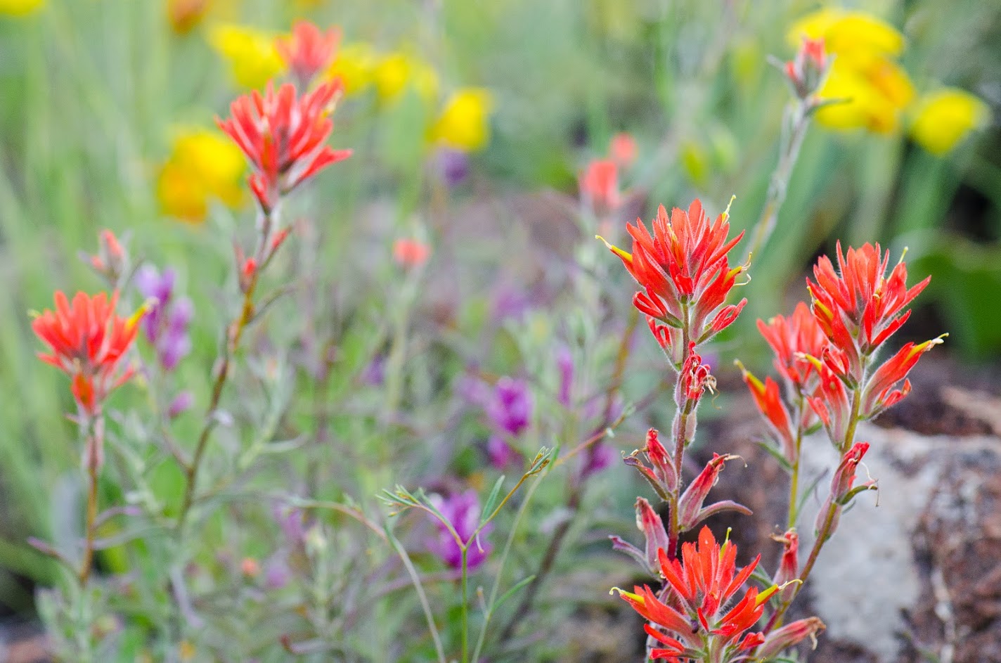 Wondrous Wildflower Walk @ Sugarloaf Ridge State Park | Kenwood | California | United States