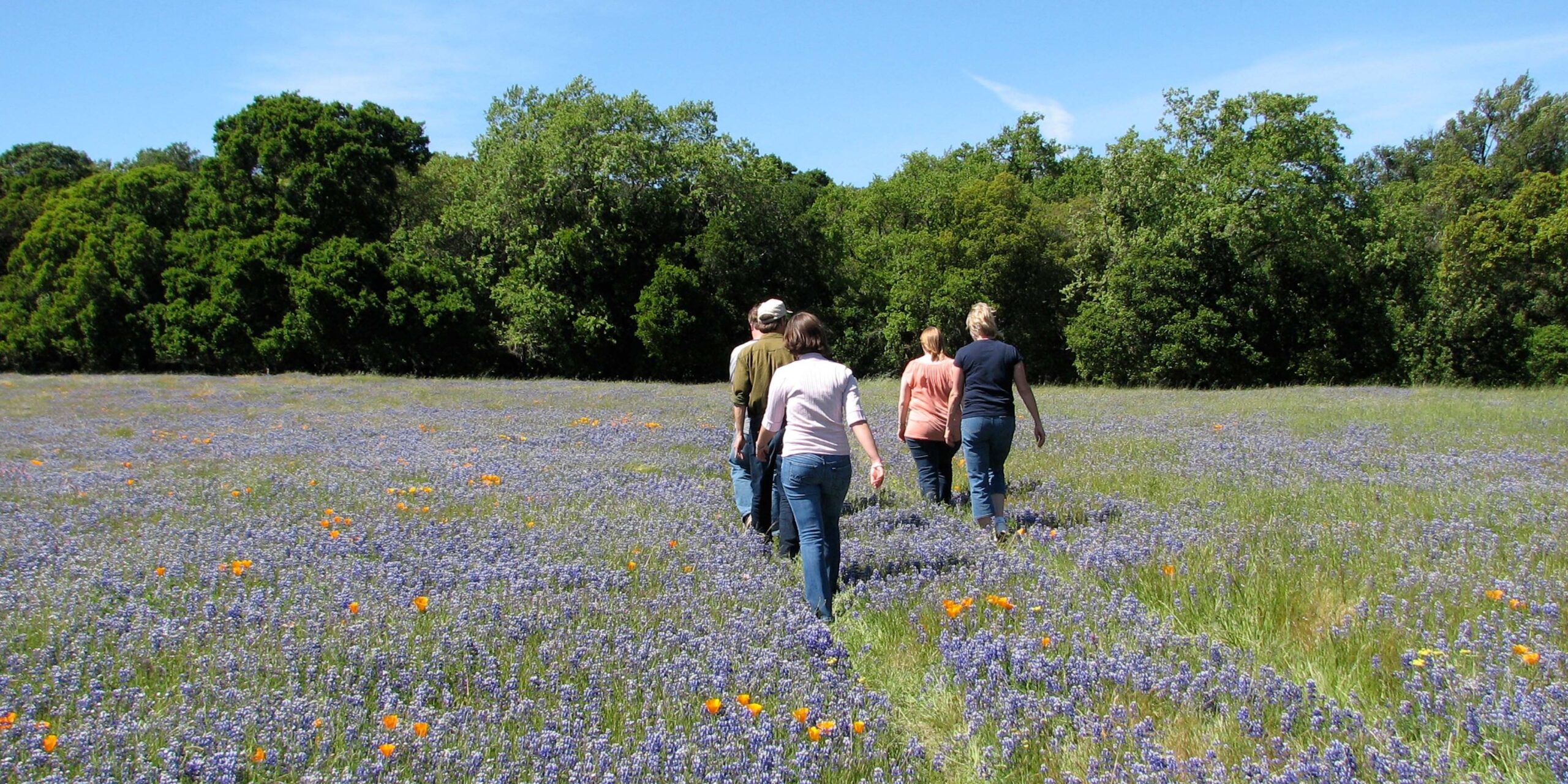 Van Hoosear Wildflower Preserve Walks 2023 @ Van Hoosear Wildflower Preserve