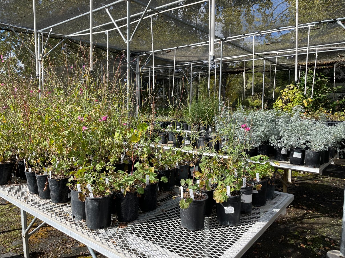 Weekly California Native Plant Sale | Venta semanal de plantas nativas Californianas @ Native Plant Nursery at Sonoma Garden Park | Sonoma | California | United States