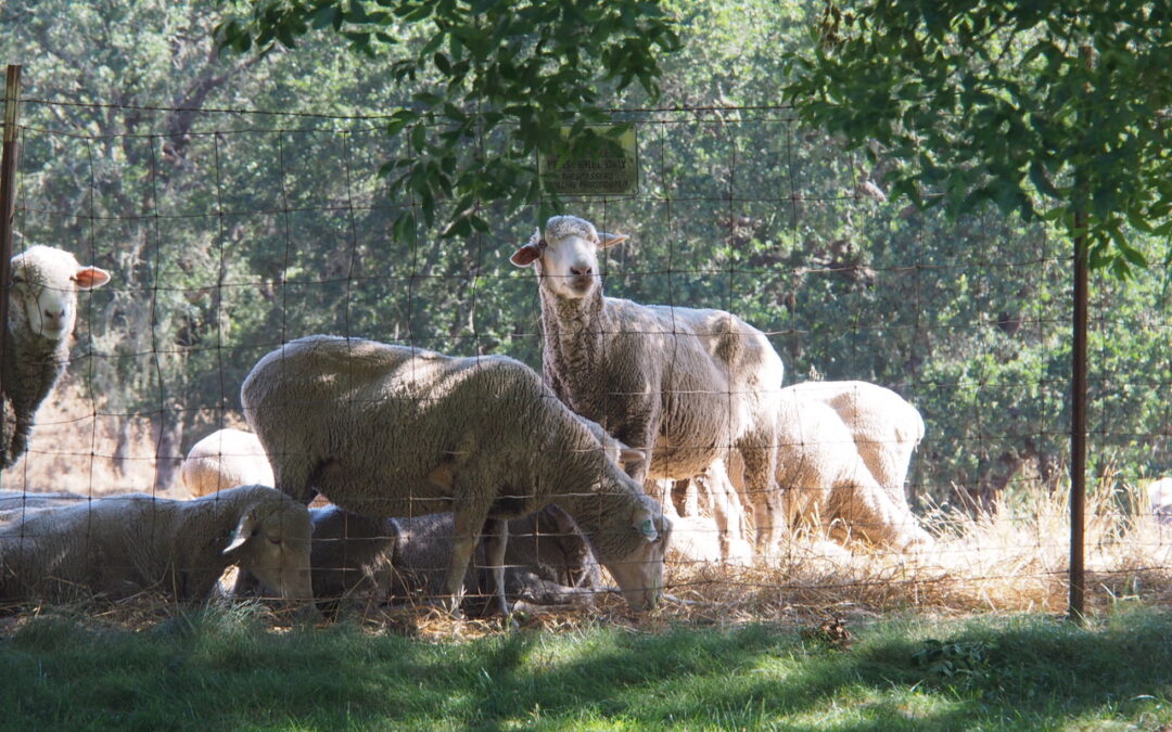 The Sheep Return to Montini