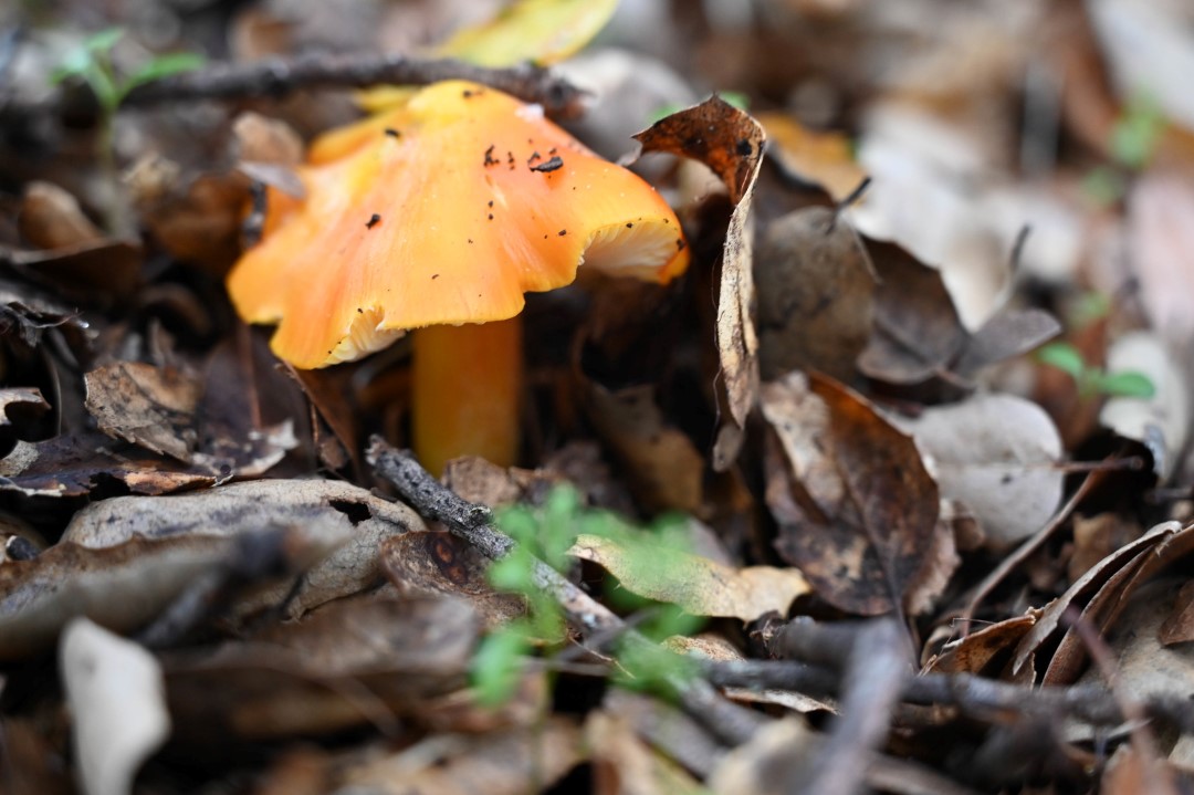 Mushroom Hike at Sugarloaf (Sold Out) @ Sugarloaf Ridge State Park | Kenwood | California | United States