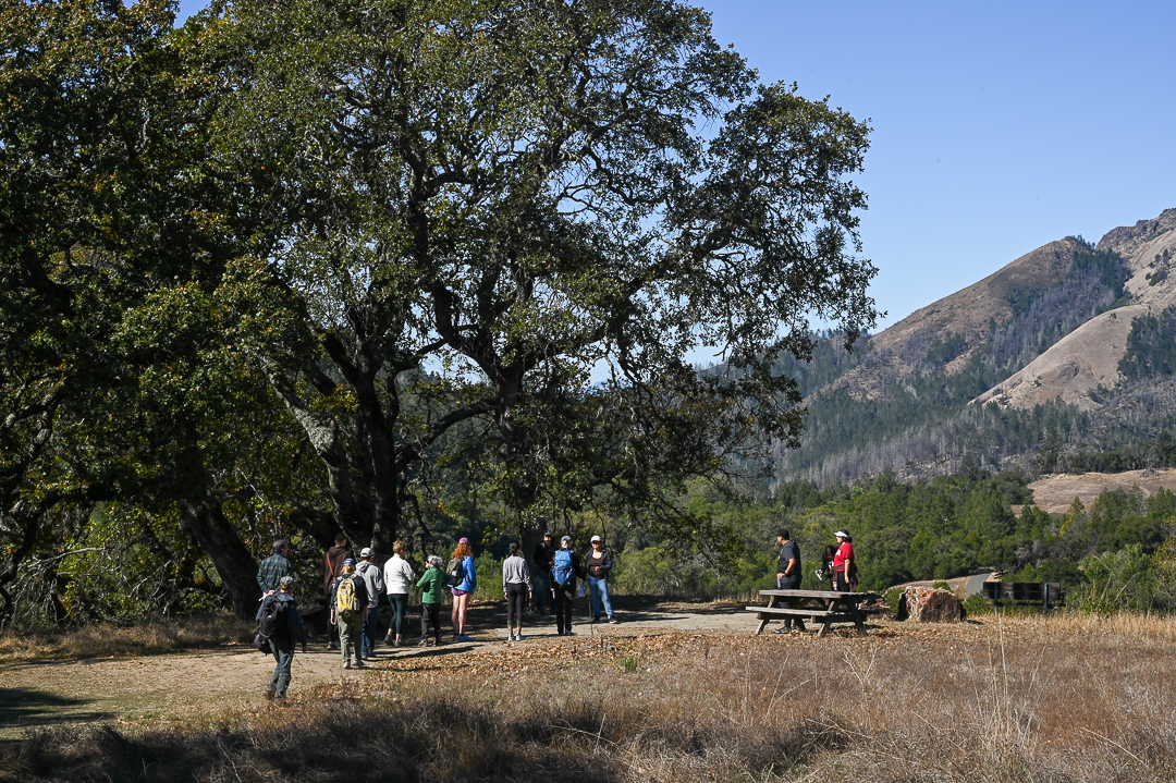 Trees of Sugarloaf @ Sugarloaf Ridge State Park | Kenwood | California | United States