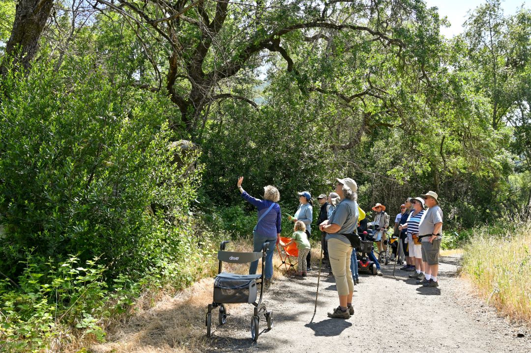Slow Wildflower Journeys @ Sugarloaf Ridge State Park | Kenwood | California | United States