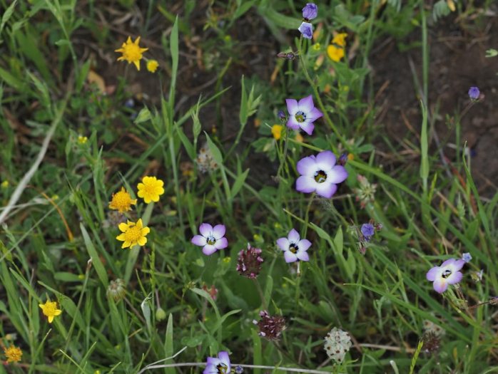 Sugarloaf State Park Wildflower Update 4.29.2024 | Sonoma Ecology Center