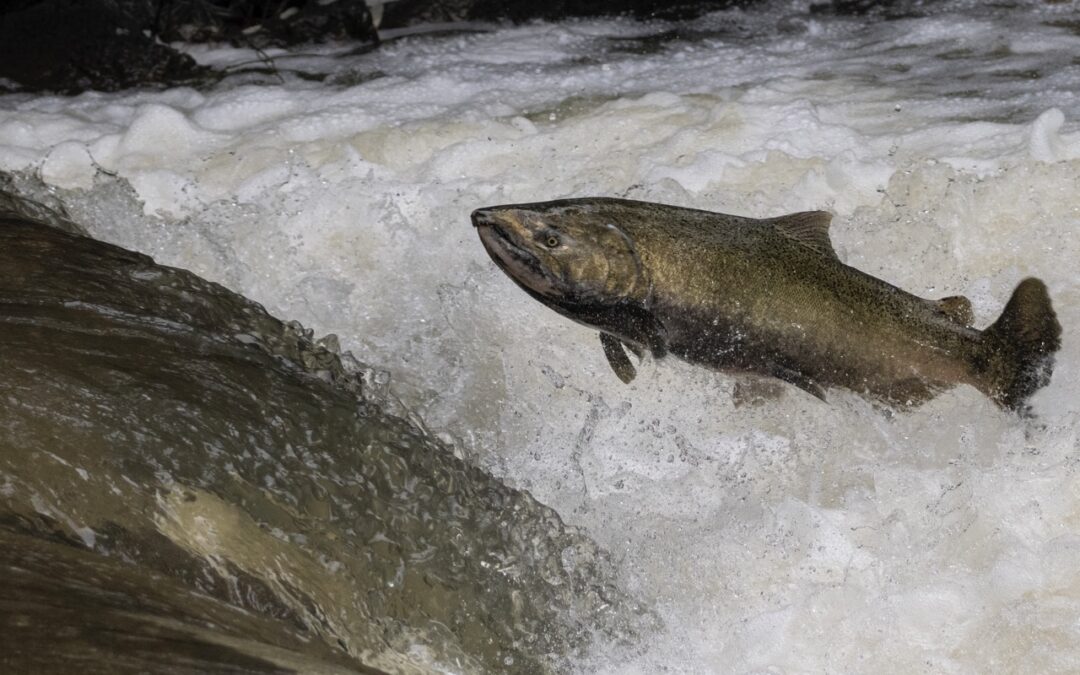 The Return of Sonoma’s Chinook