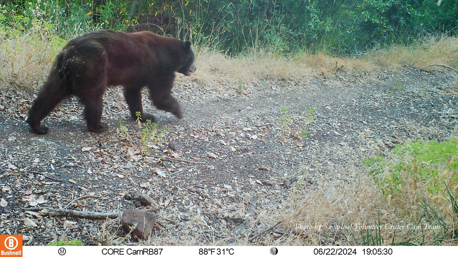 2024-06-24 SRSP Volunteer Critter Cam Team