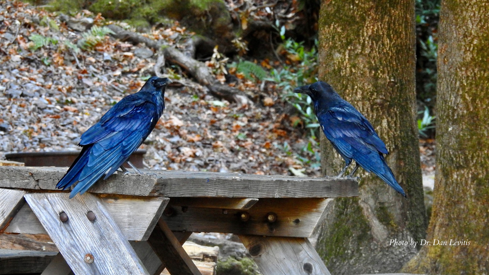 ravens by Dr Dan Levitis