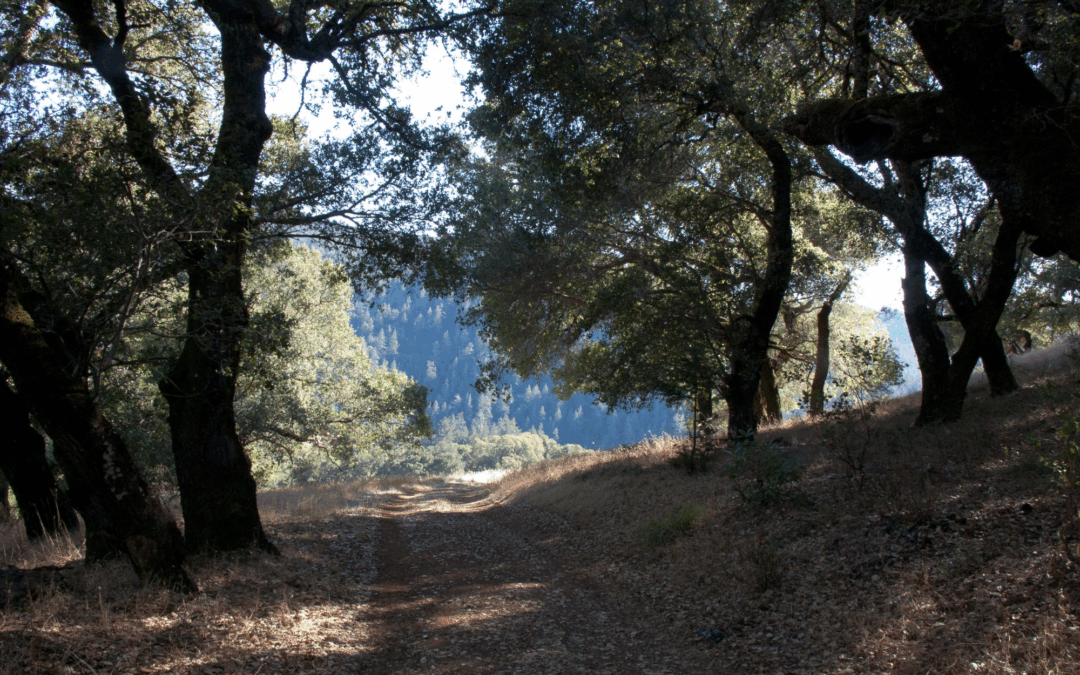 Serious New Threat to Sonoma’s Oak Trees