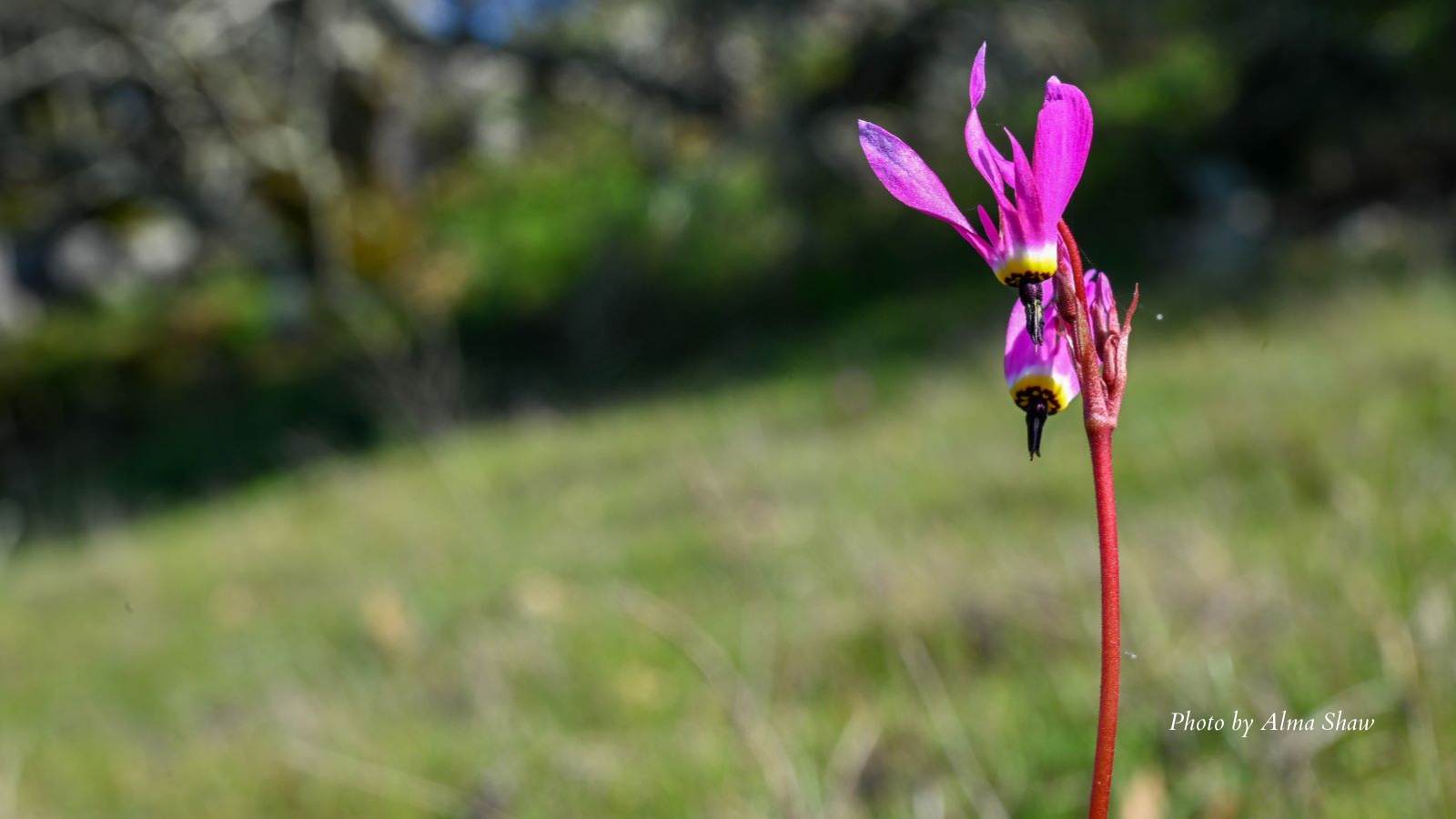 2022-01-24 Primula sp. by Alma Shaw