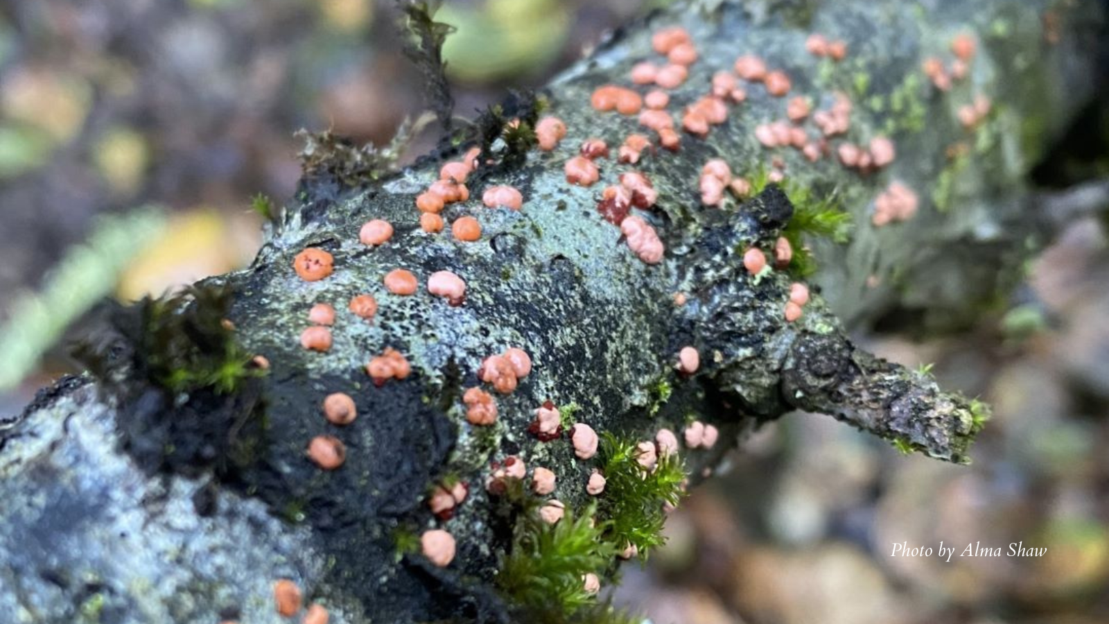 2025-12-10 Netria sp by Alma Shaw