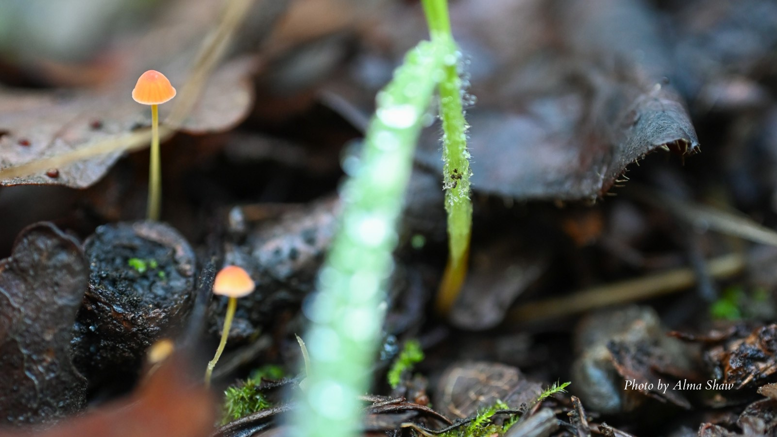 2025 Mycena acicula by Alma Shaw