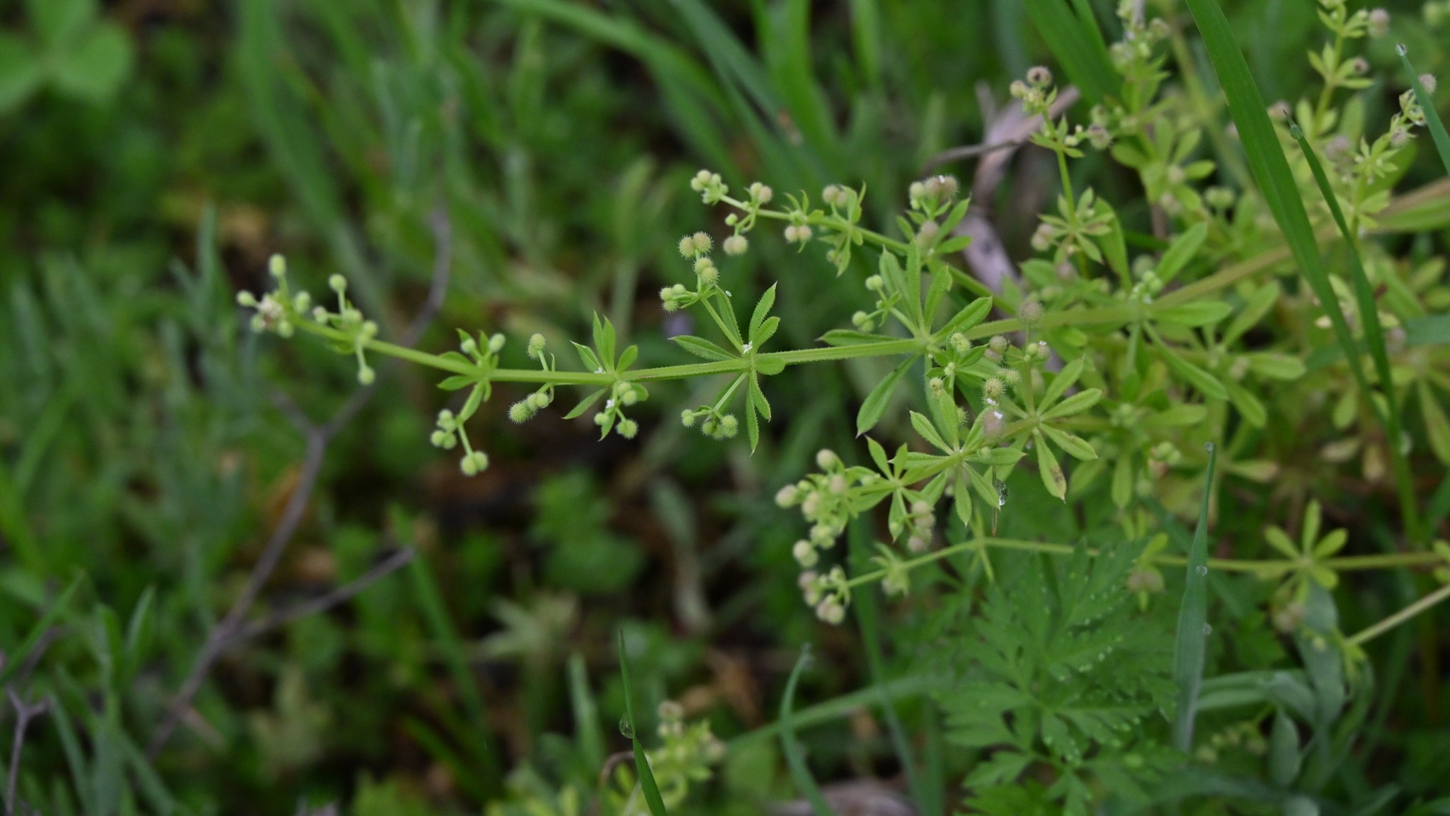 Galium aparine open domain