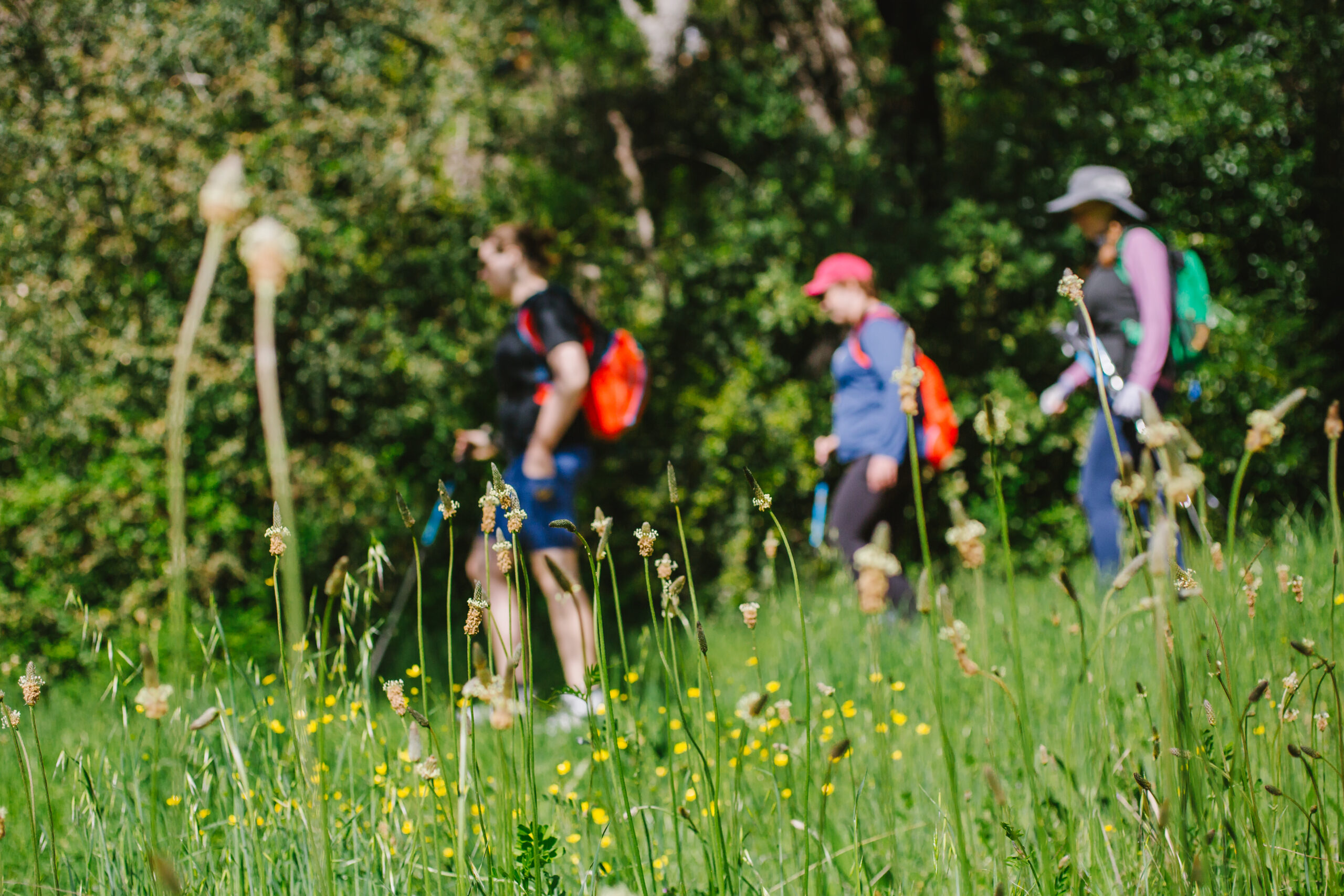 Van Hoosear Wildflower Preserve