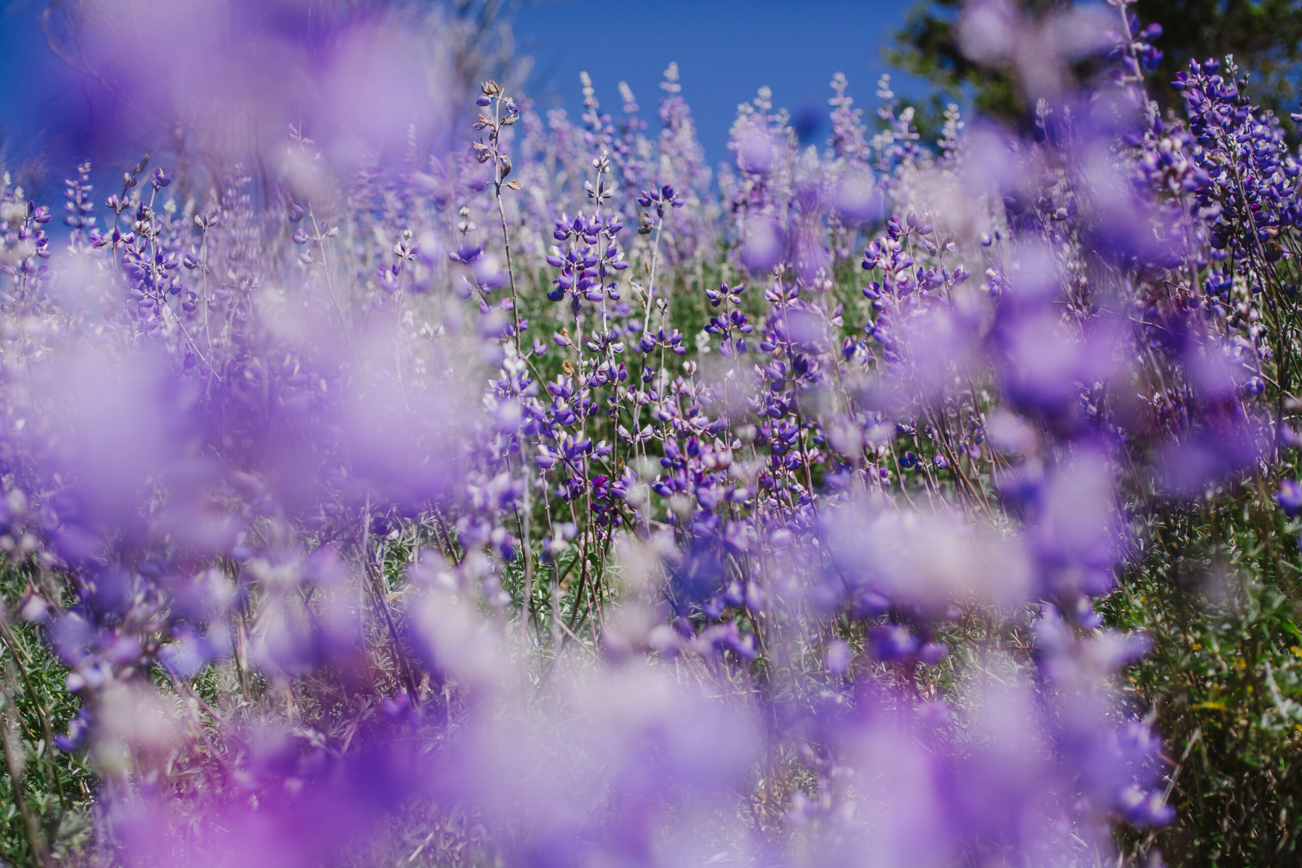 Van Hoosear Wildflower Preserve
