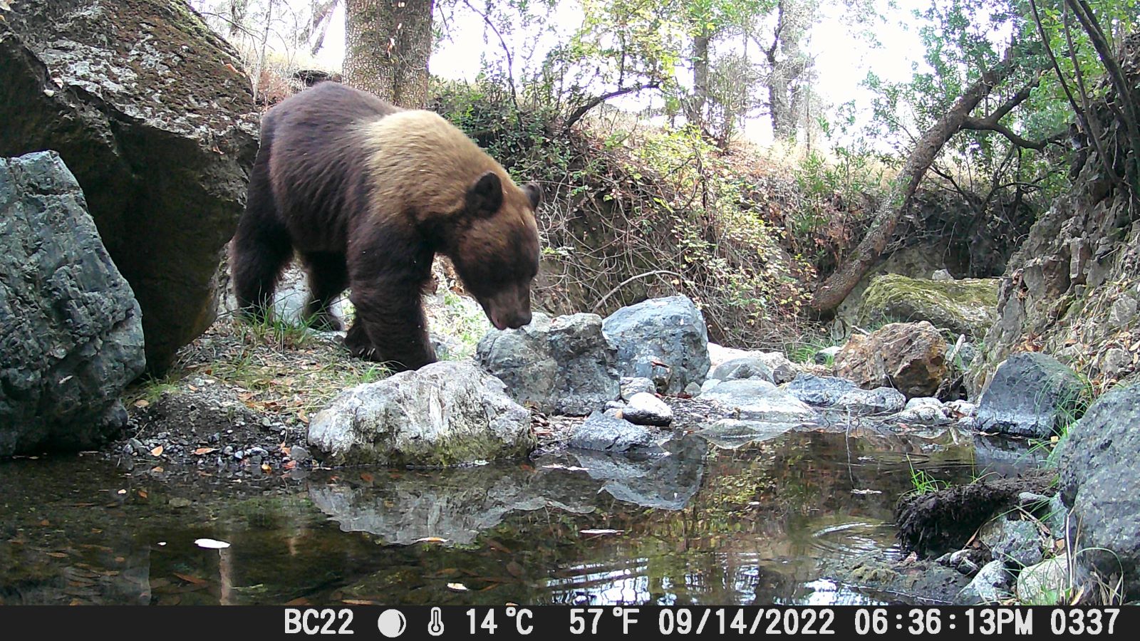 2022-09-14 Ursus Americanus by Critter Cam Team