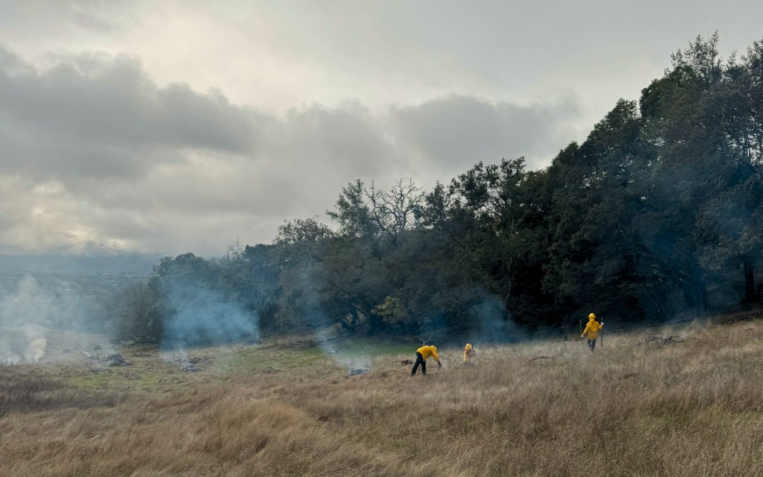 Living With Fire in Sonoma Valley: Clearing the Way for Good Fire
